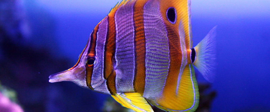 captive bred fish for saltwater aquariums
