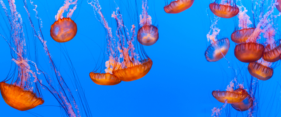 Jellyfish Aquariums: Not Worth the Trouble