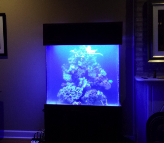 120-gallon-reef-aquarium