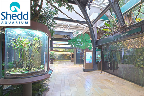 How to Bring a Little of the Shedd Aquarium to Your Aquarium - Blue ...