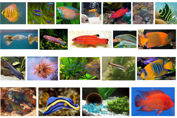 Popular tropical outlet fish