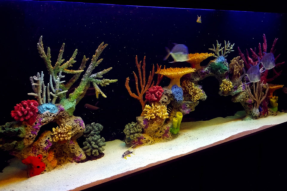 blue-planet-aquarium-services-fish-aquarium-life
