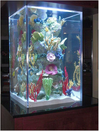 madison-wisconsin-saltwater-aquarium
